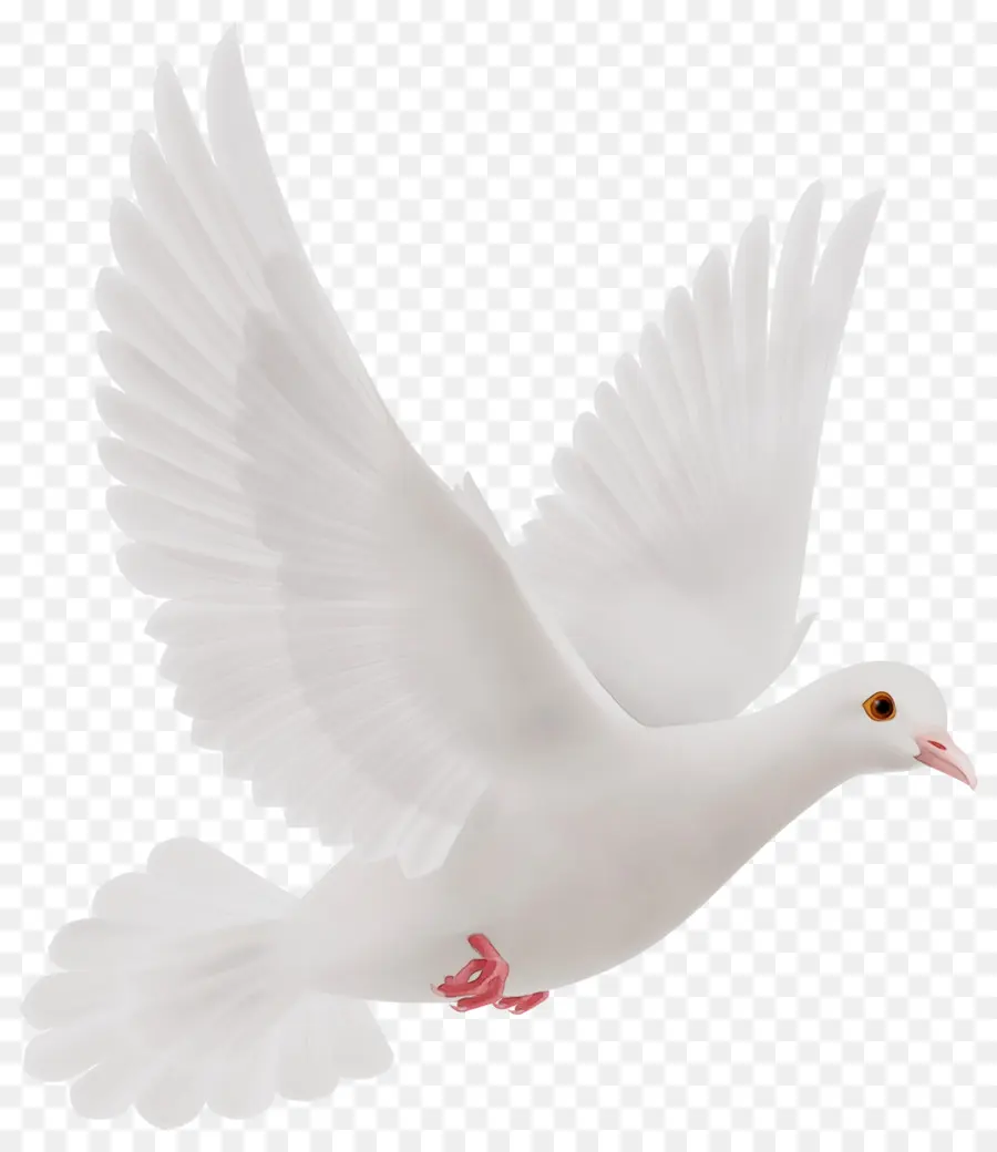 Aves，Blanco PNG