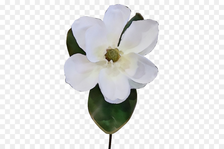 Flor，Blanco PNG