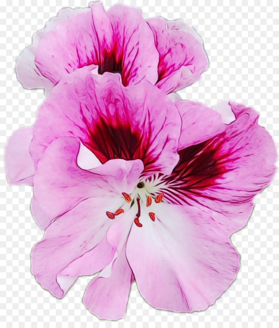 Flor Rosa，Pétalos PNG