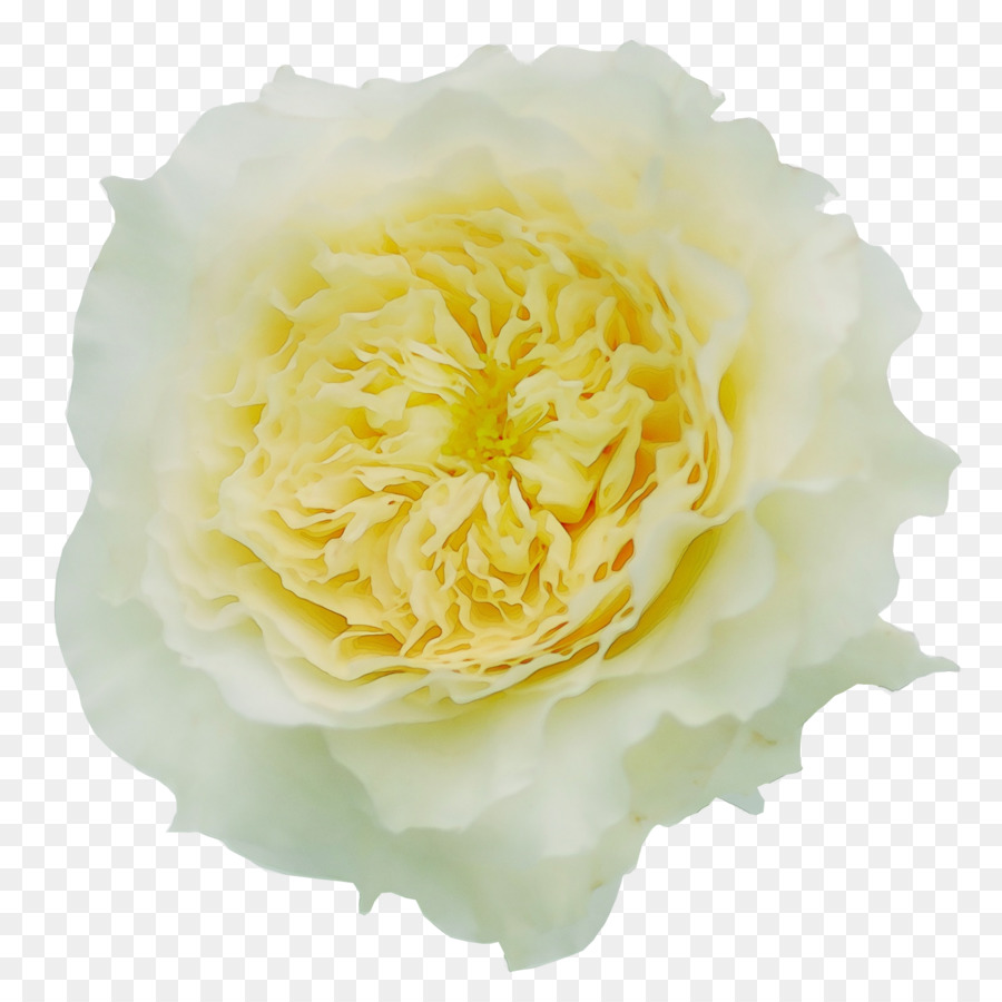 Flor，Blanco PNG