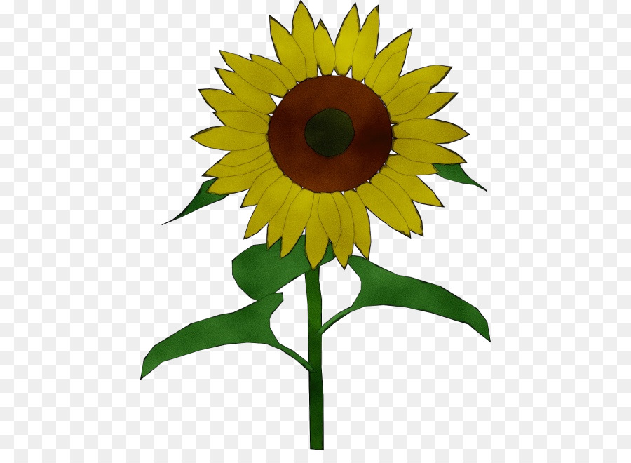 Girasol，Planta PNG