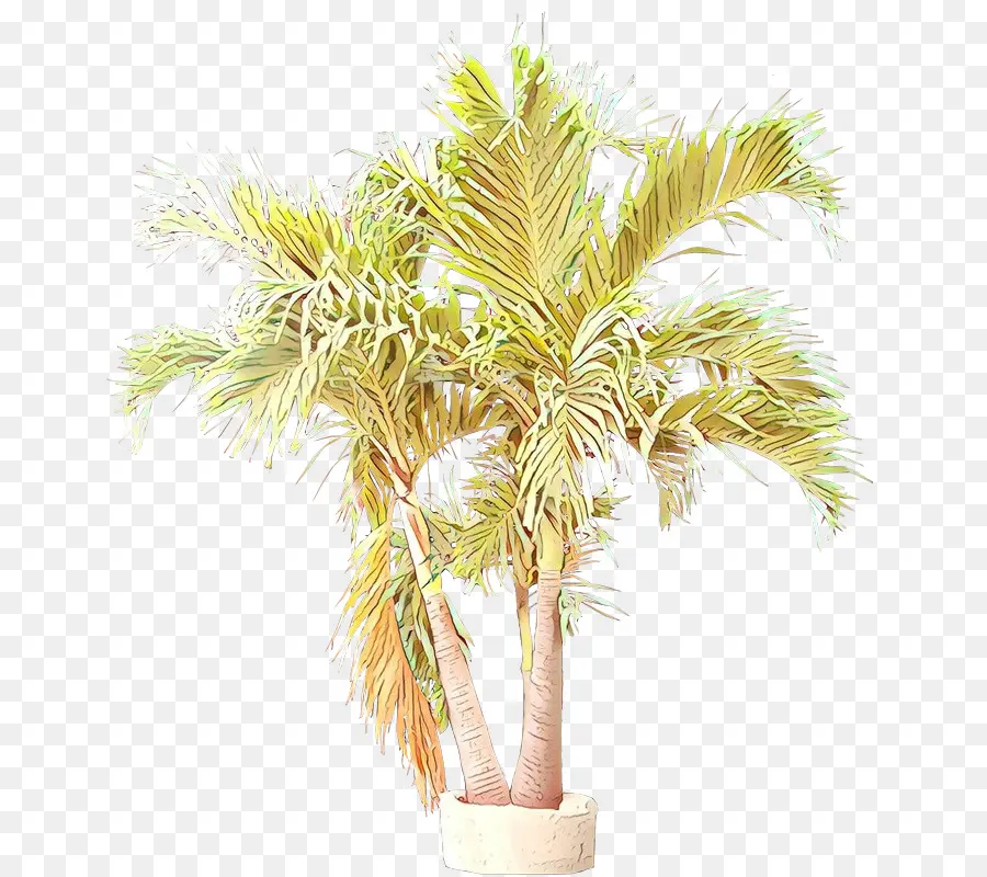 Árbol，Palmera PNG