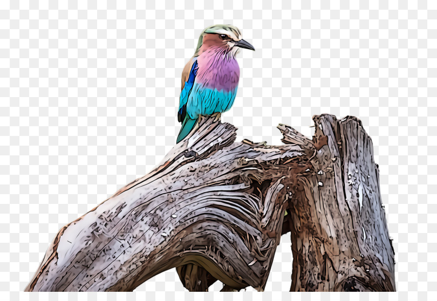 Aves，Pico PNG