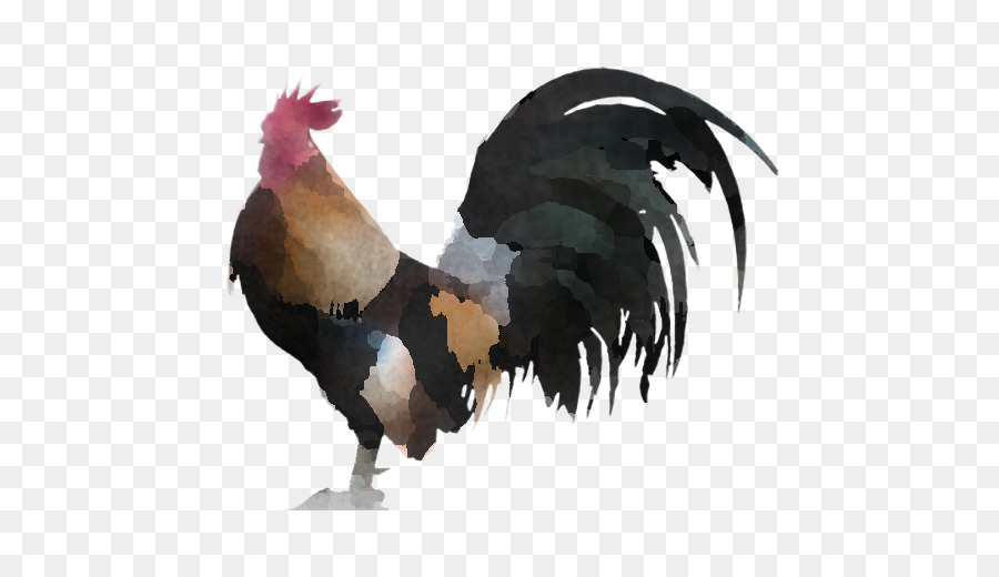 Pollo，Aves PNG