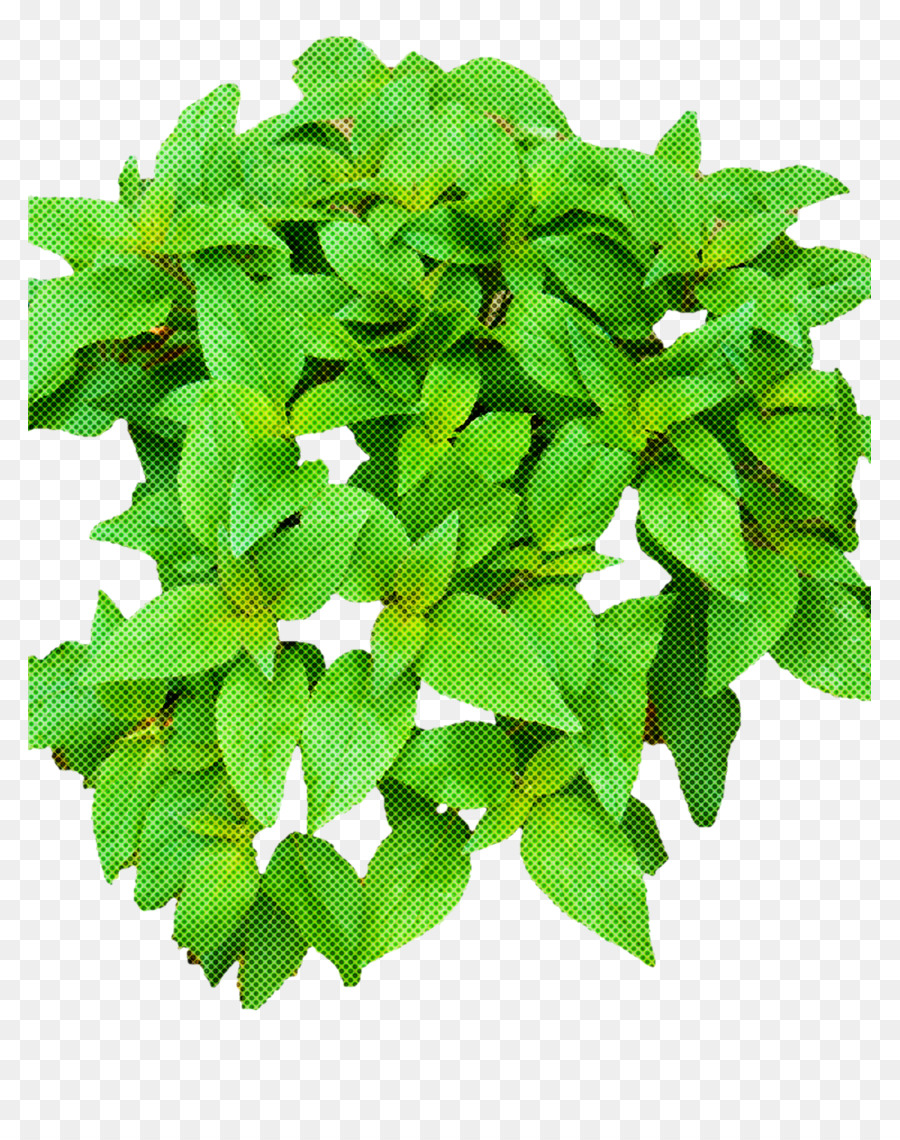 Flor，Hoja PNG