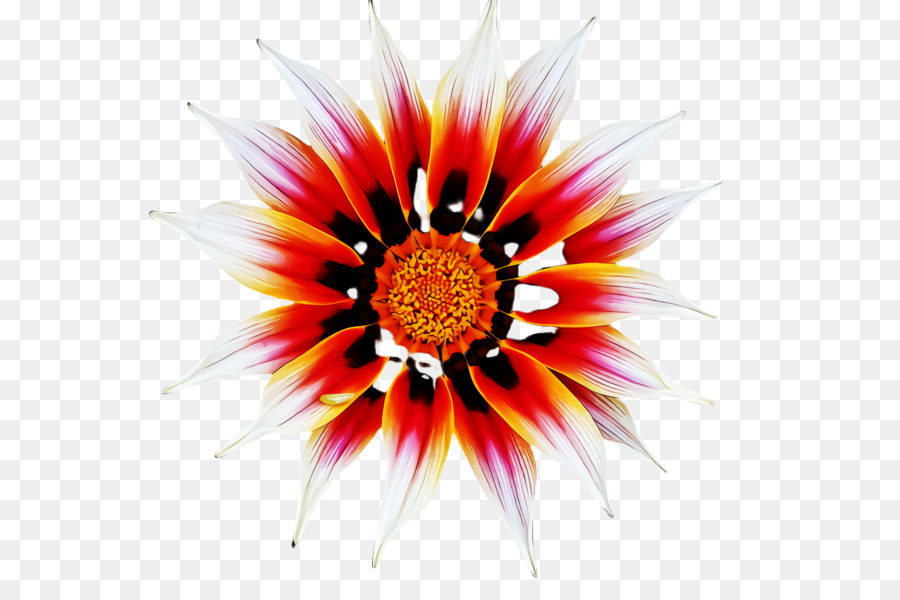 Gazania，Flor PNG