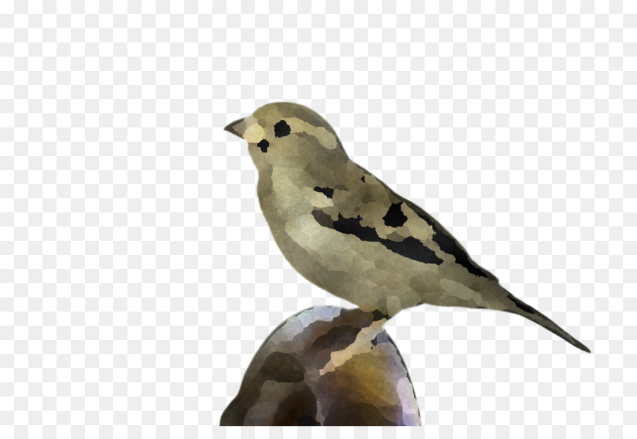 Aves，Pico PNG