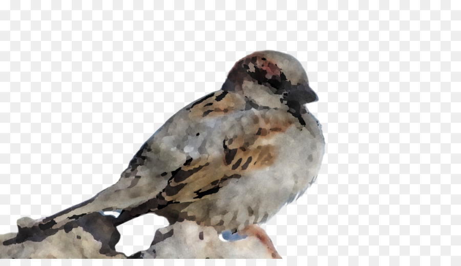 Aves，Pico PNG