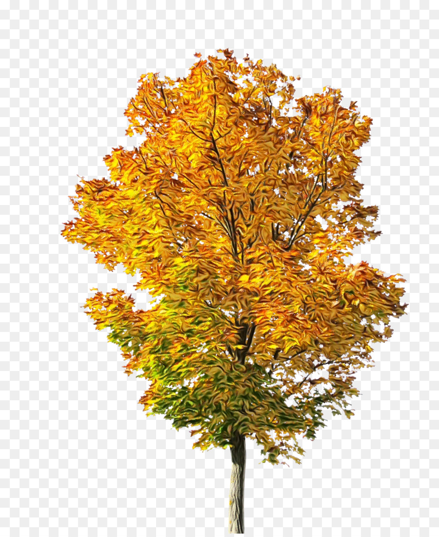 Árbol，Planta PNG