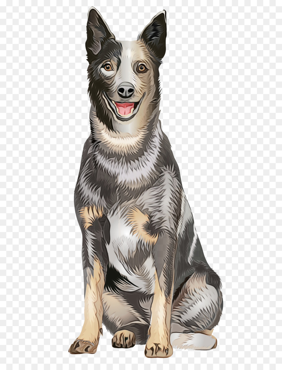 Perro，Perro Australiano Del Ganado PNG