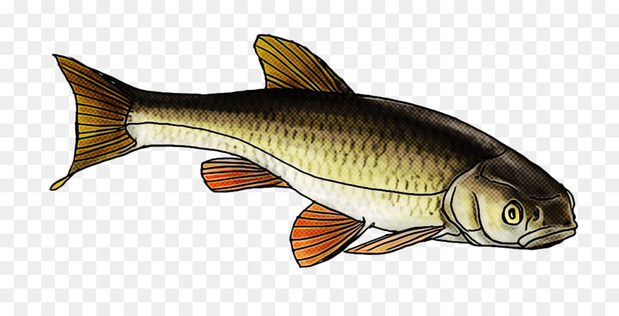 Los Peces，La Carpa PNG