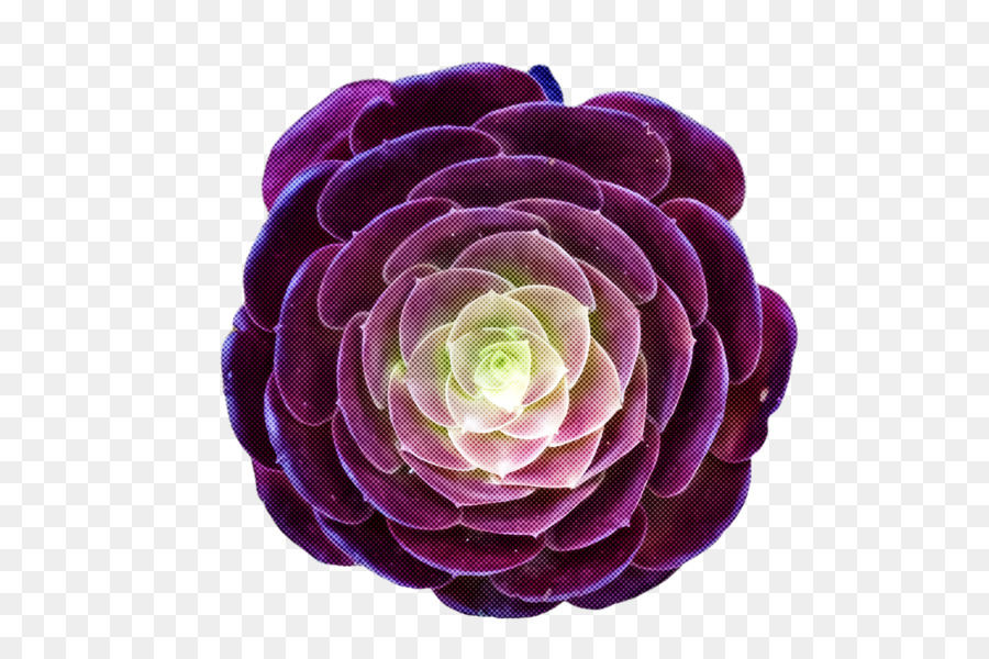 Flor Rosa，Florecer PNG