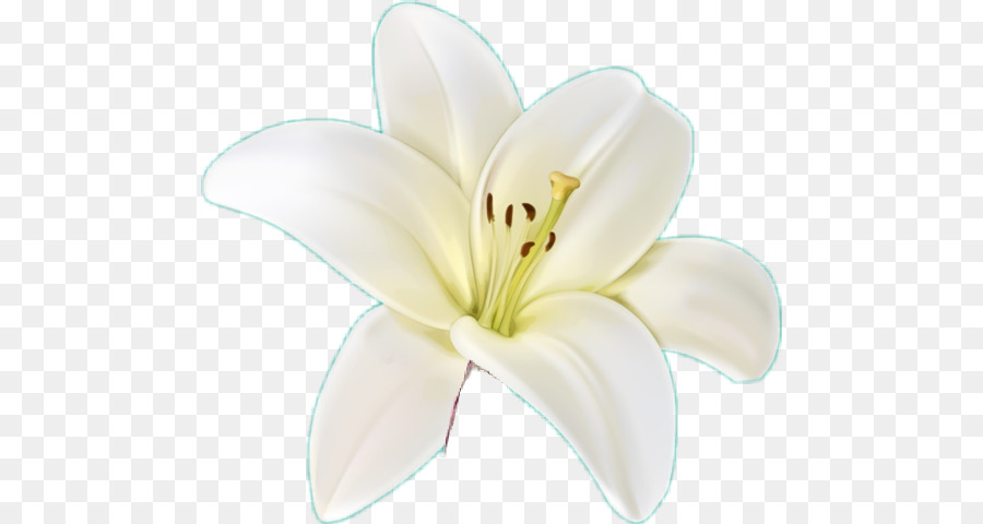 Lily，Blanco PNG