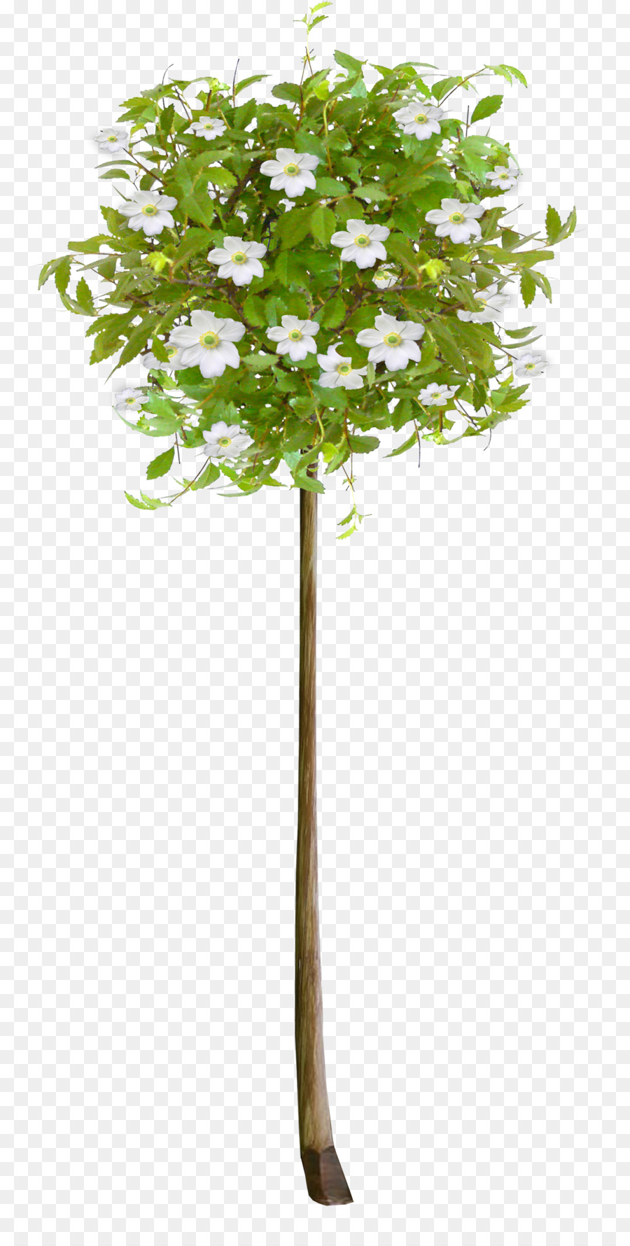 Planta，Flor PNG