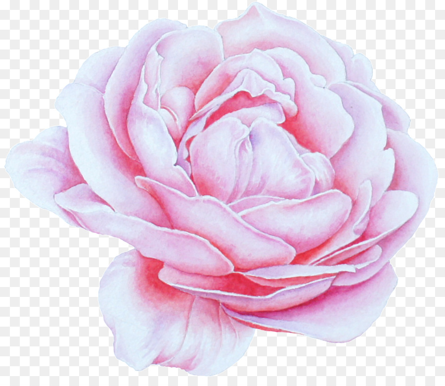 Rosa，Floración PNG