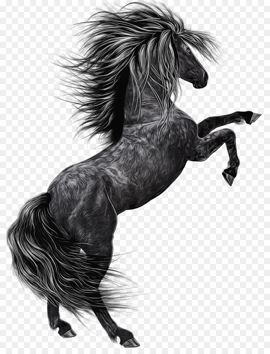 Caballo Negro，Equino PNG