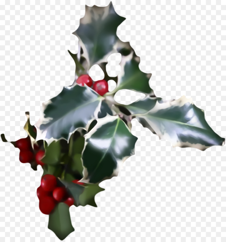 Acebo，Estadounidense Holly PNG