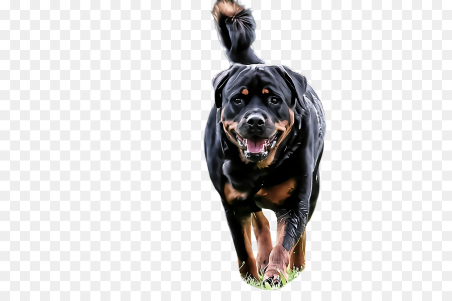 Perro，Rottweiler PNG