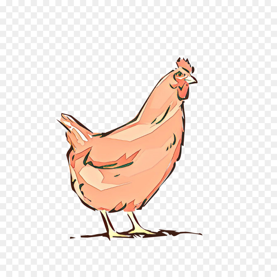 Pollo，Gallina PNG