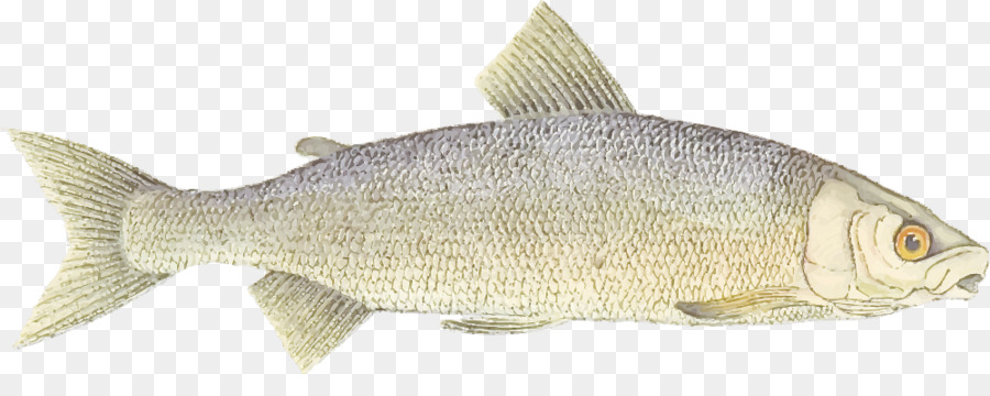 Los Peces，Los Productos De Pescado PNG