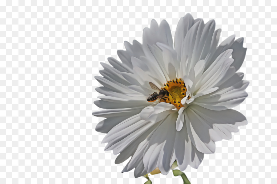 Flores Blancas，Florecer PNG