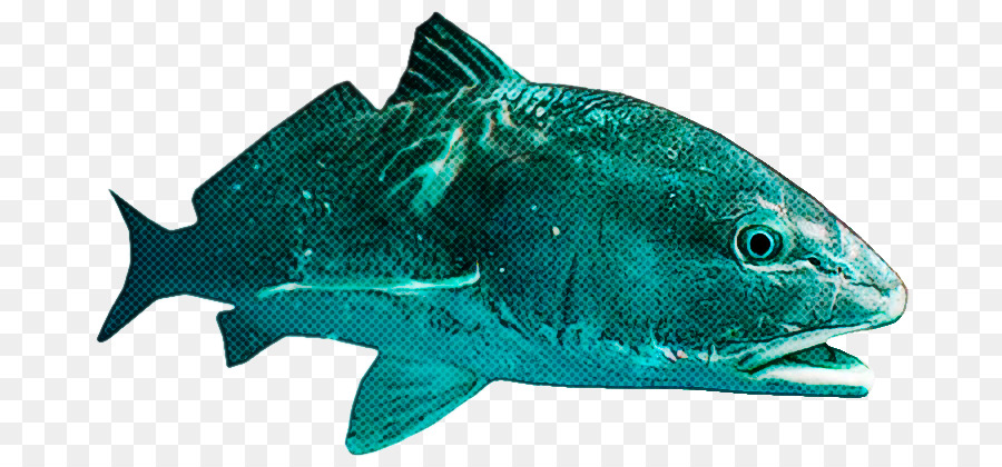 Los Peces，La Aleta PNG