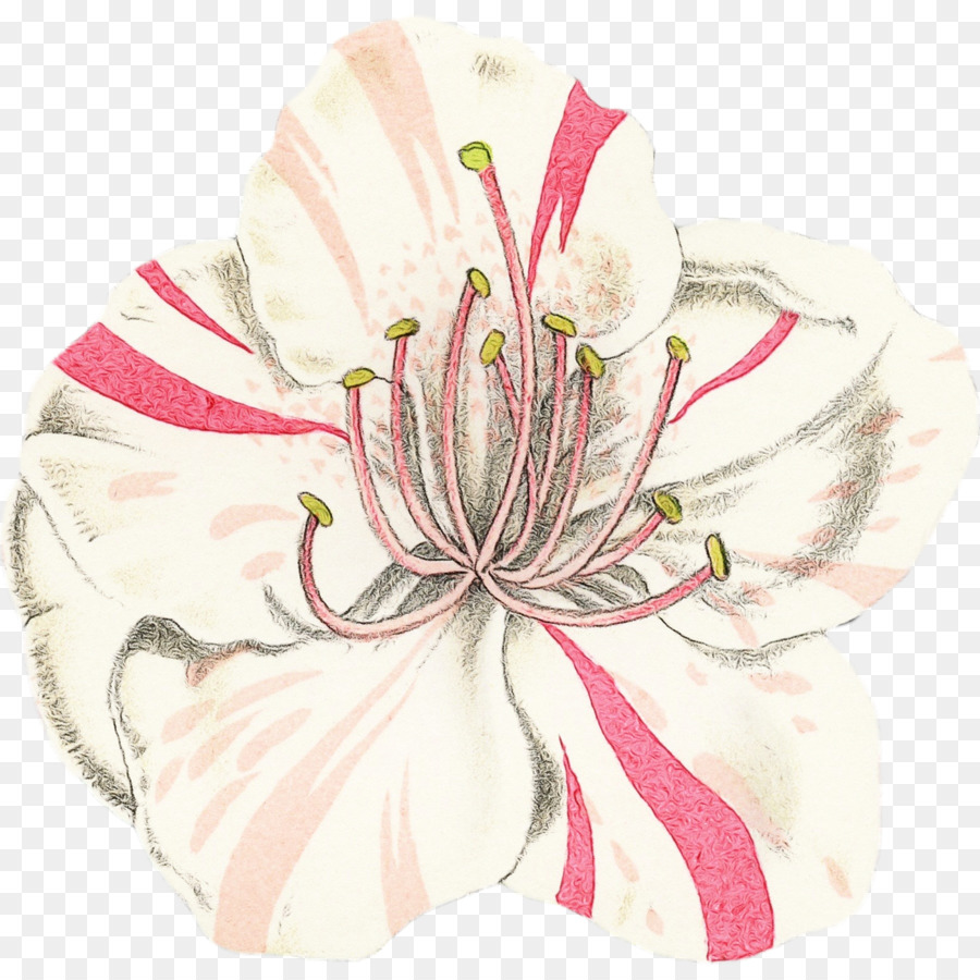 Flor，Blanco PNG