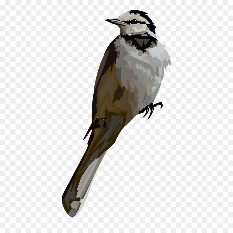 Pájaro，Acuarela PNG