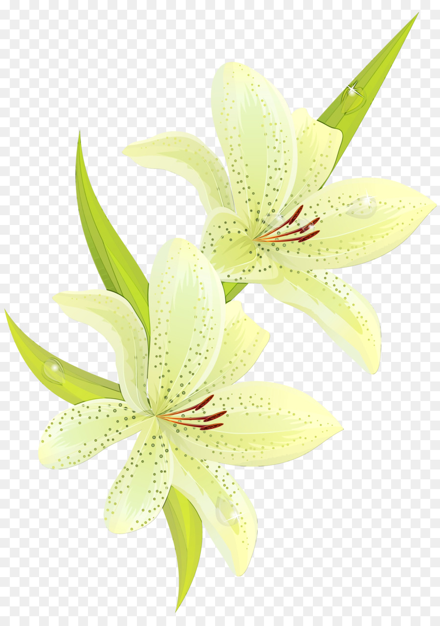 Blanco，Flor PNG