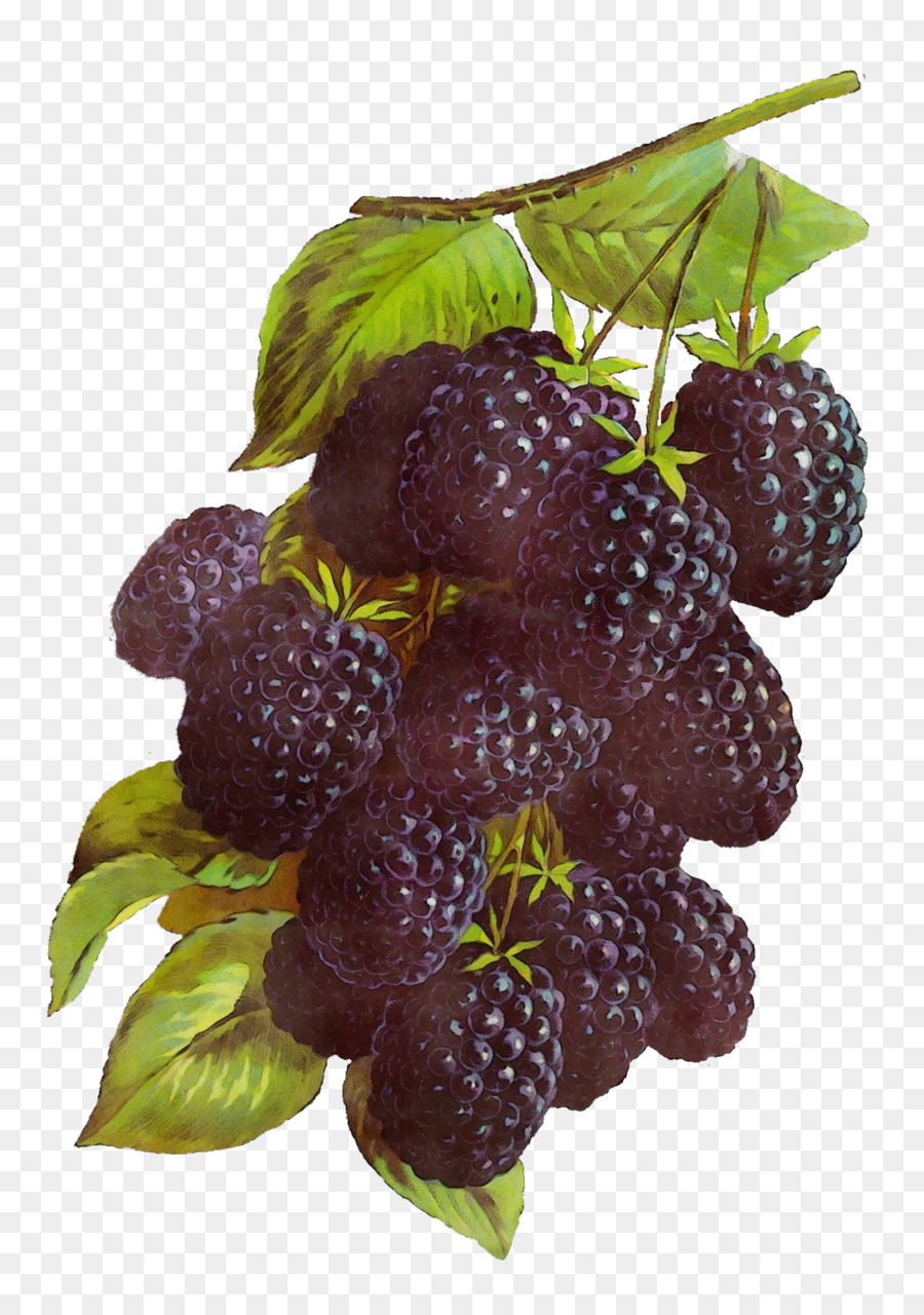 Berry，La Fruta PNG