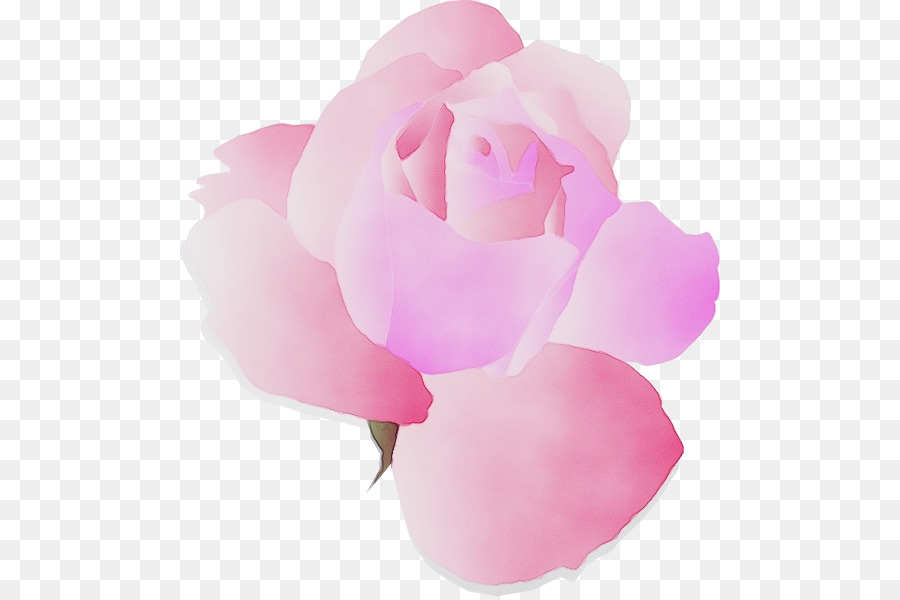 Capullo De Rosa Rosa，Pétalos PNG