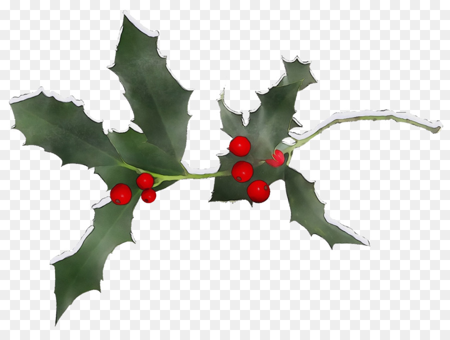 Acebo，Estadounidense Holly PNG