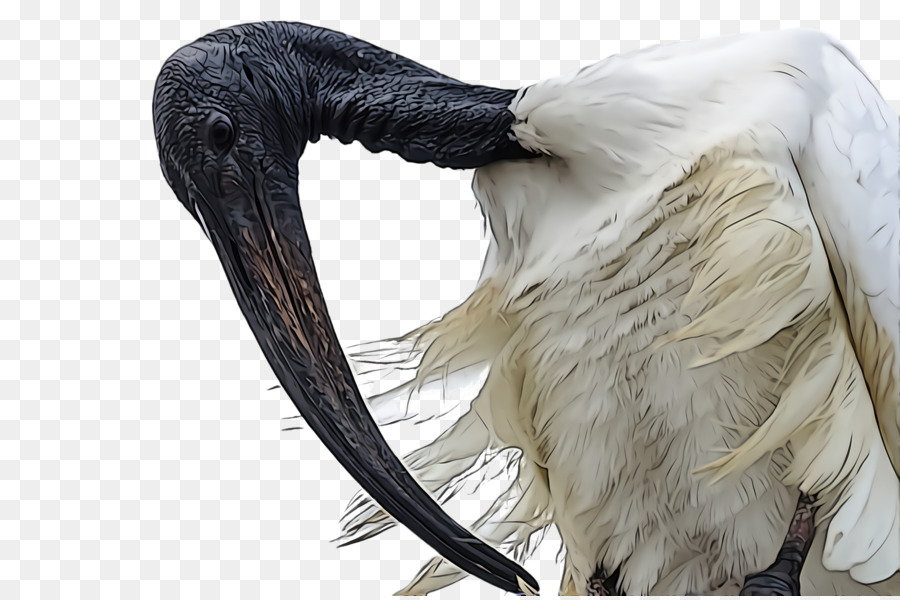 Aves，Pluma PNG