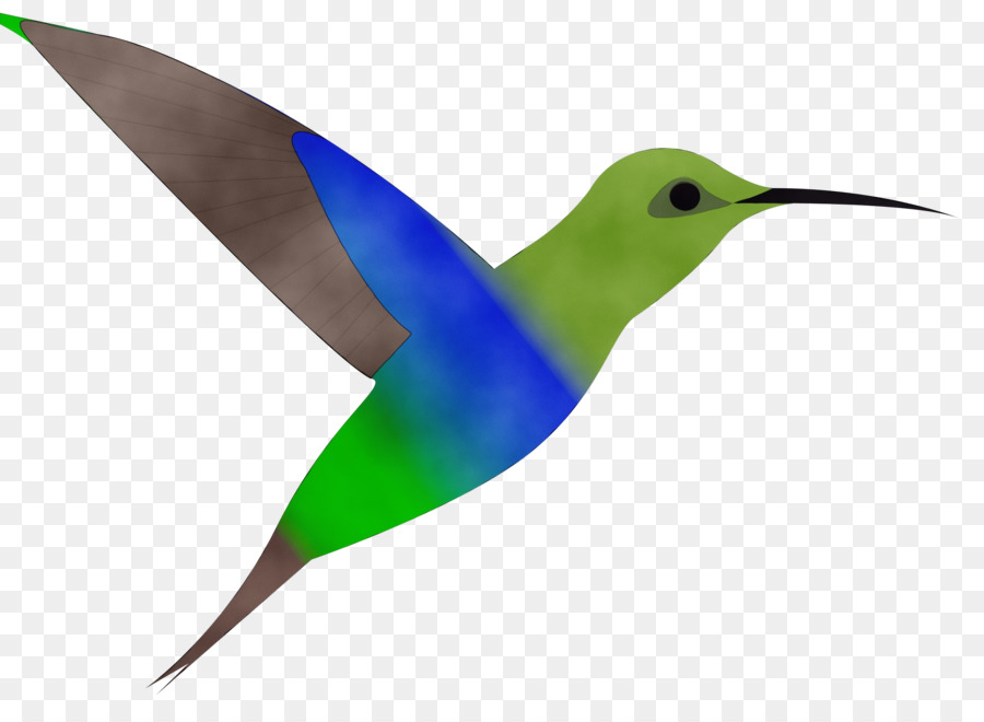 Aves，Colibrí PNG