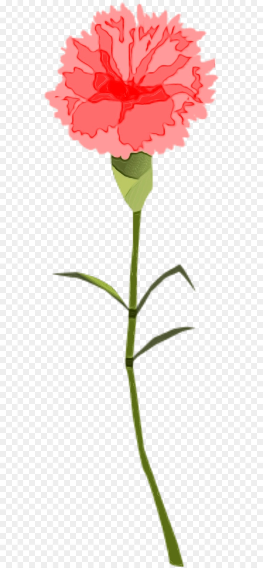 Flor，Planta PNG