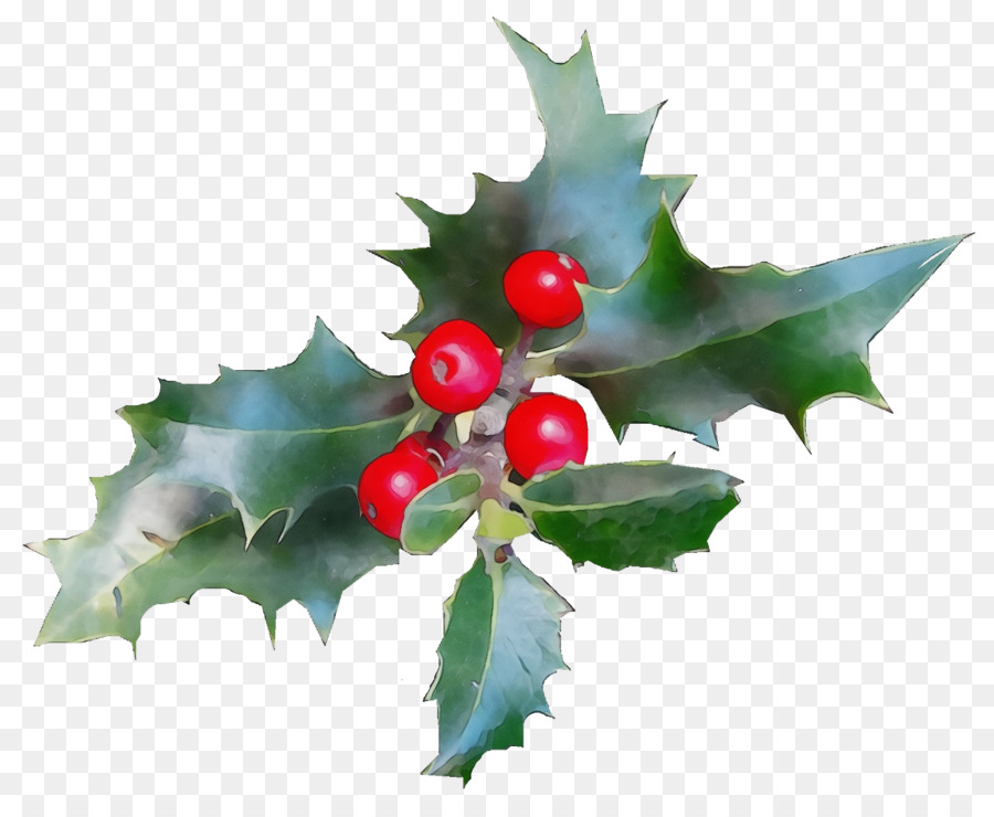 Acebo，Estadounidense Holly PNG