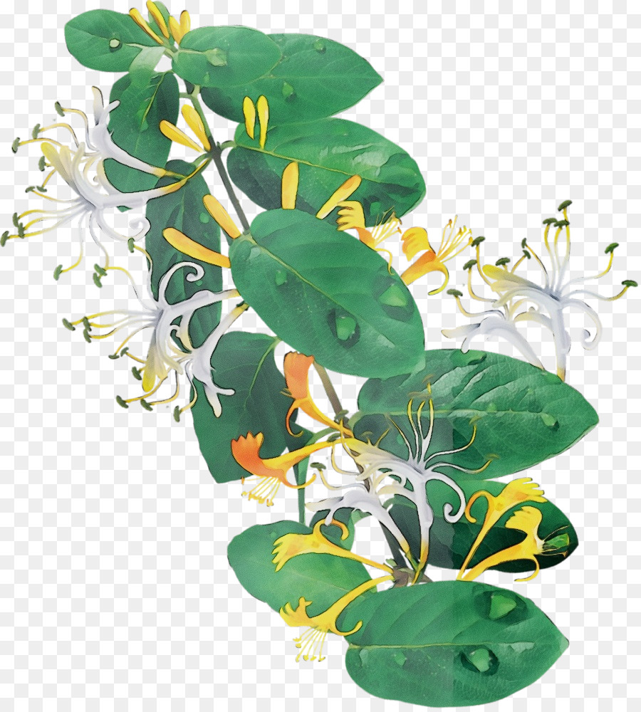 Flor，Planta PNG