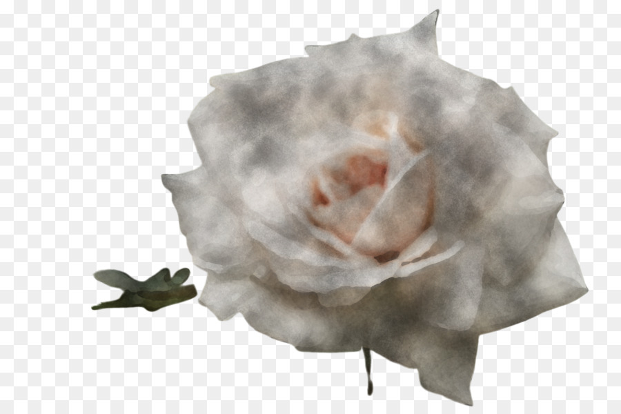 Blanco，Rosa PNG