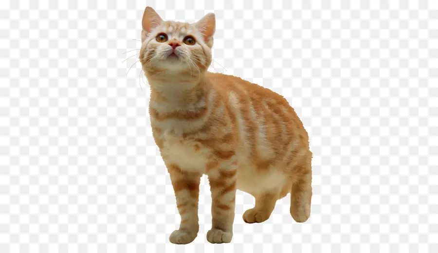 Gato，De Pequeñas A Medianas Gatos PNG