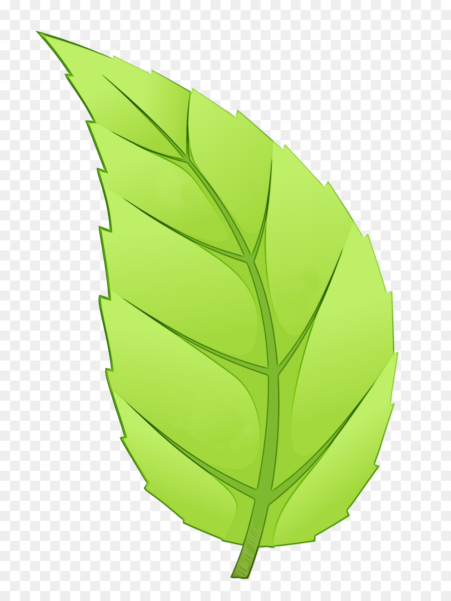 Hoja，Verde PNG