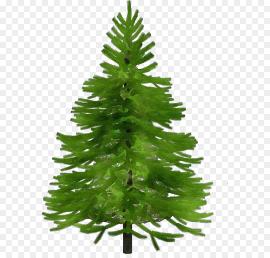 Árbol，Pino PNG