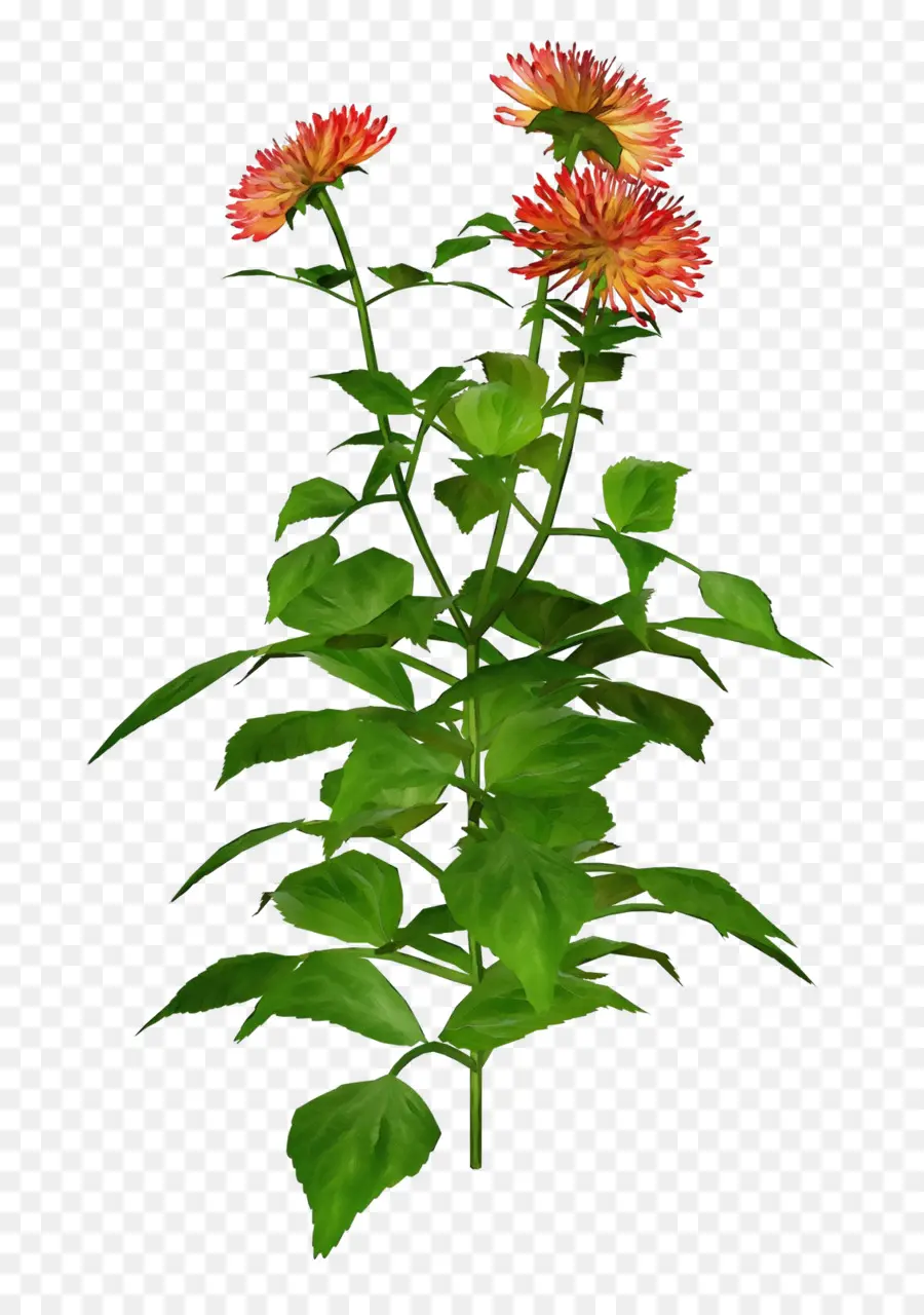 Flor，Planta PNG