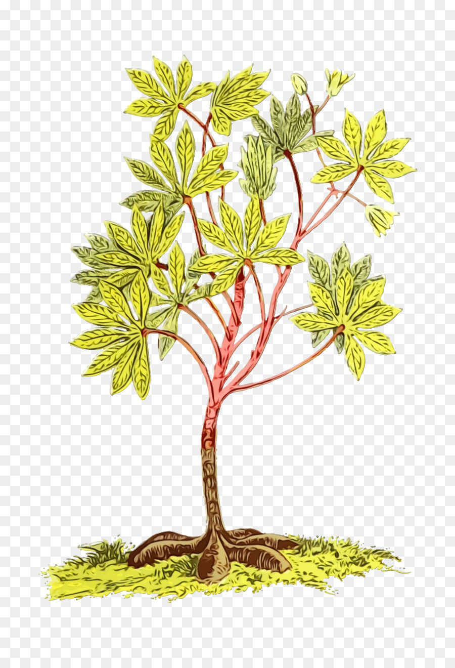 Planta，Árbol PNG