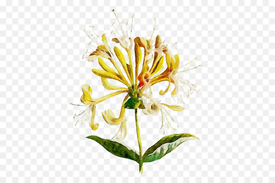 Flor，Florecer PNG