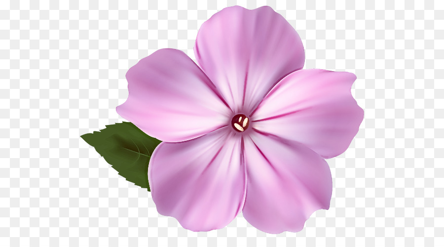 Flor Rosa，Florecer PNG