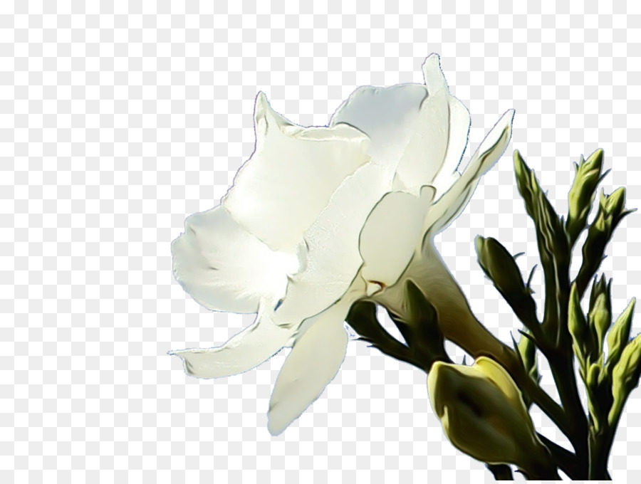 Blanco，Flor PNG