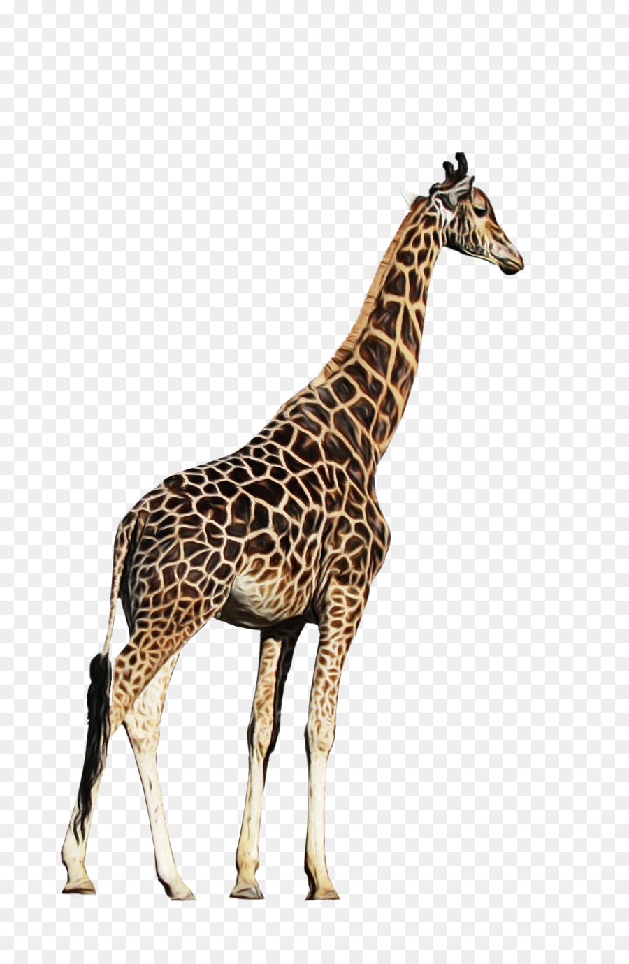 Jirafa，Giraffidae PNG