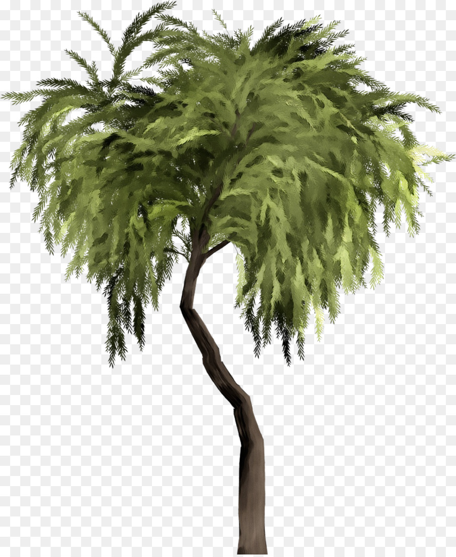 Árbol，Naturaleza PNG