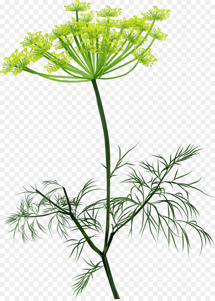 Flor，Planta PNG