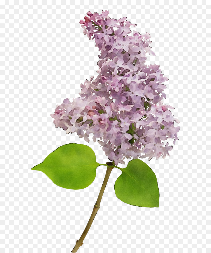 Flor，Lila PNG